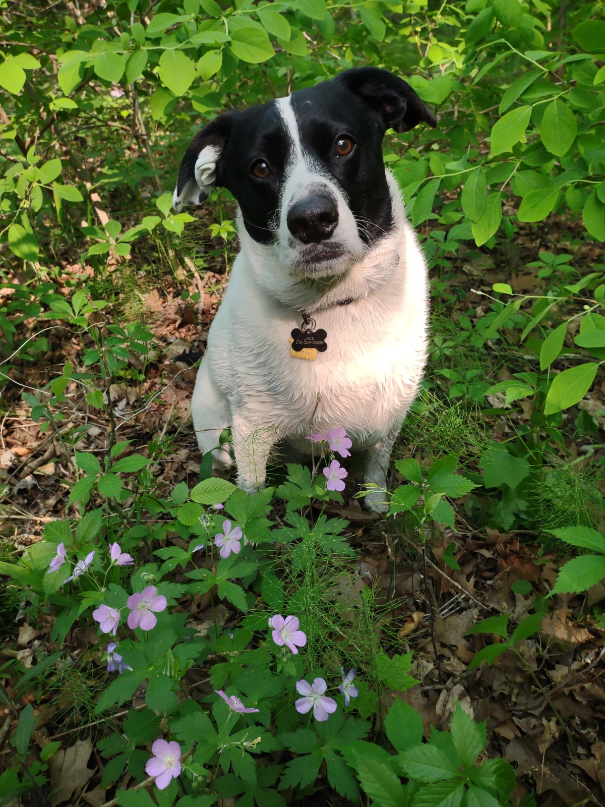 Special Edition: June&nbsp;Wildflowers