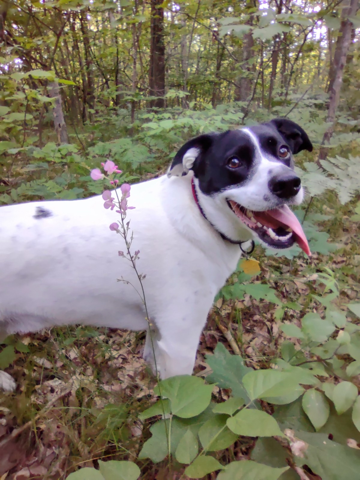 Special Edition: July&nbsp;Wildflowers