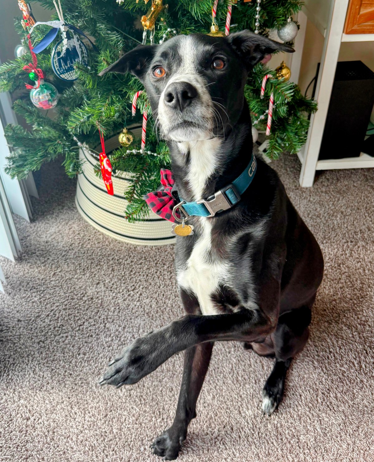 Home for the Howlidays: When the Pack Comes&nbsp;Back