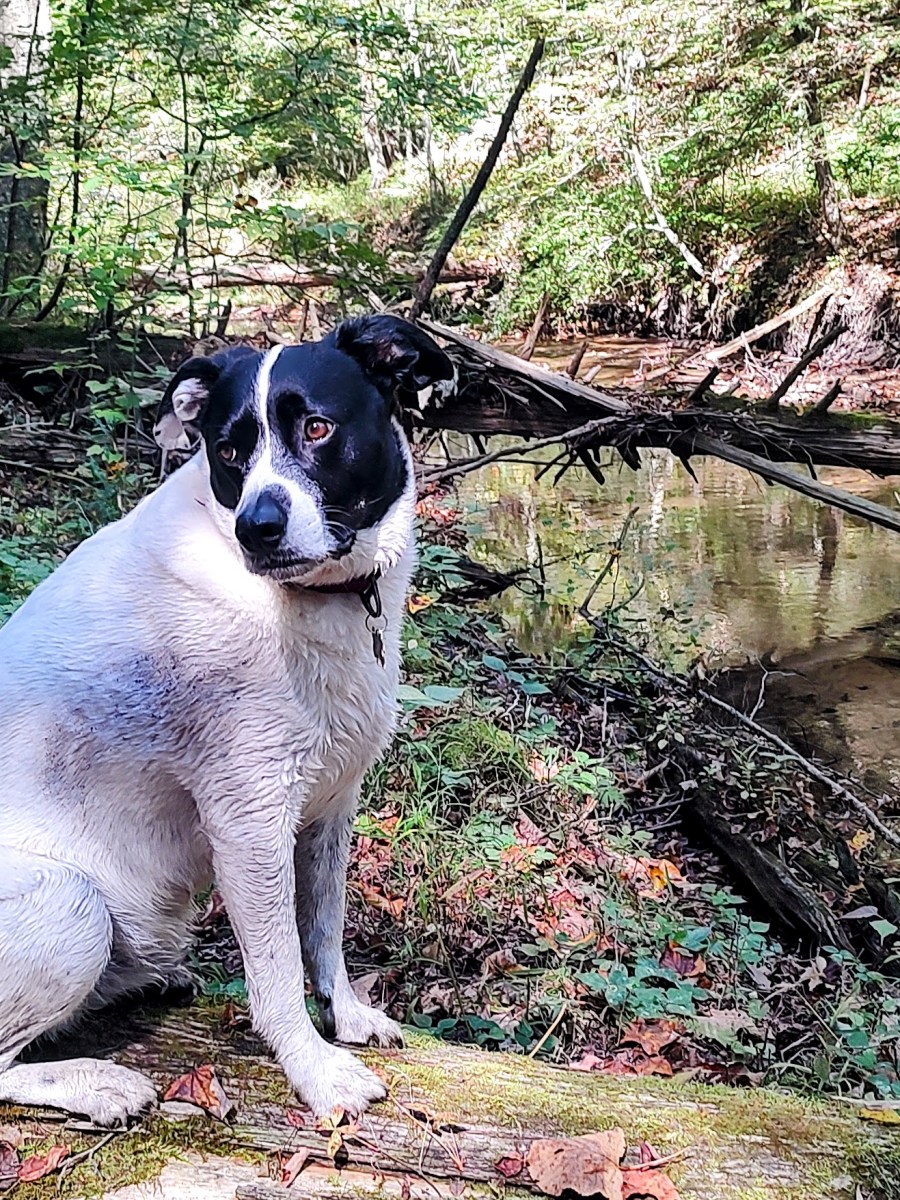 Trust the Trail