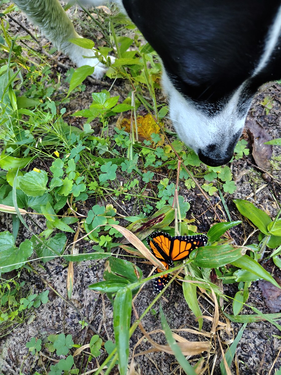 The Flutter Worth&nbsp;Following